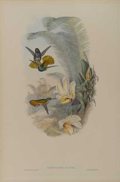 Chrysuronia Eliciae: Cola Dorada de Elicia de John Gould